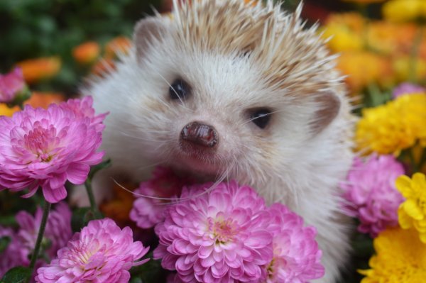 Ежик с цветами