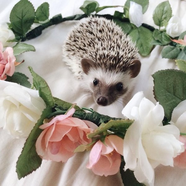 Ежик с цветами