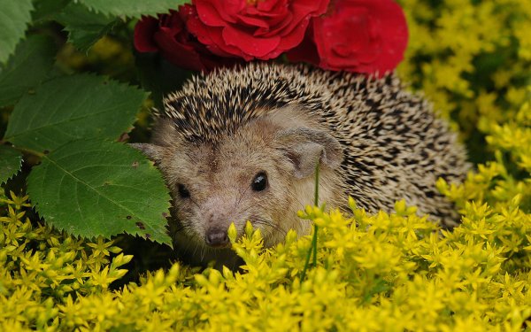 Ёжик и цветы