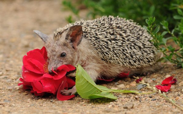 Африканский Ушастый Ежик