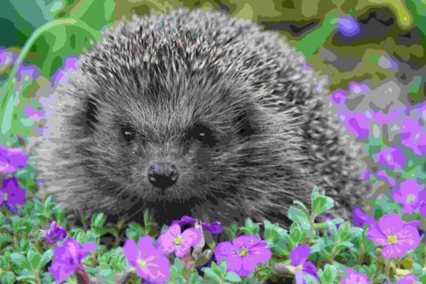 Растение Ежик