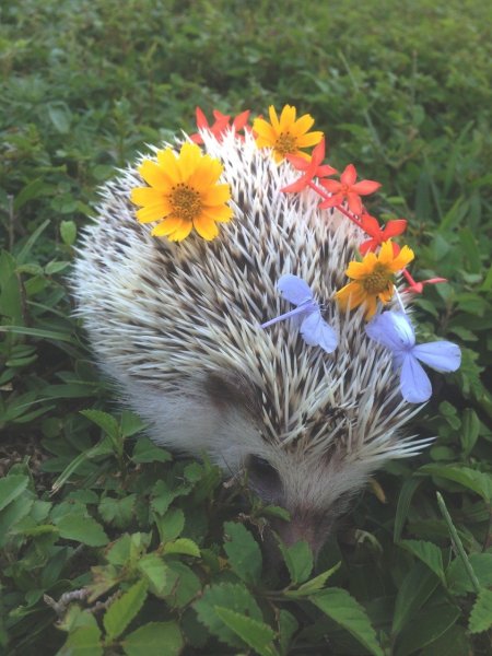 Ежик Лисичкин