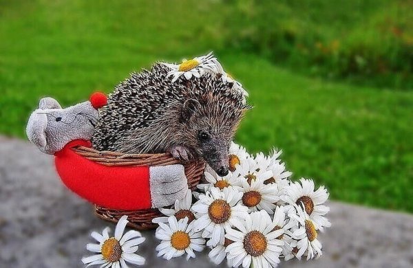 Ёжик в ромашках