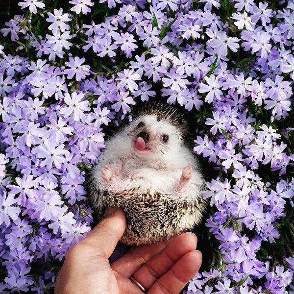 Милый Ежик в цветах