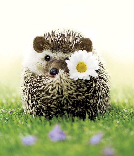 Добрый Ёжик