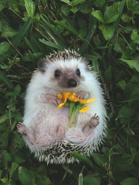 Еж с цветами