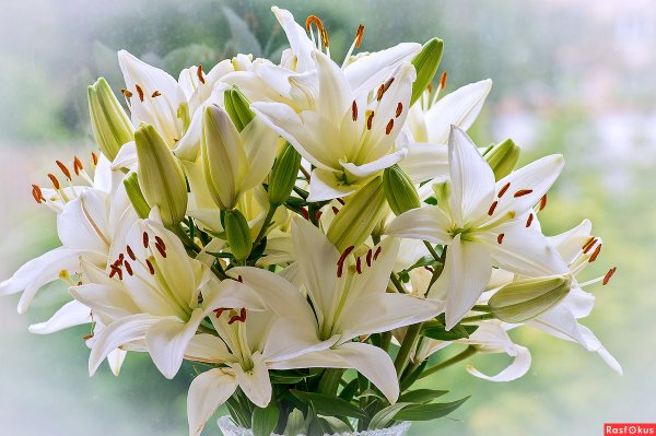 Букет "белые лилии"