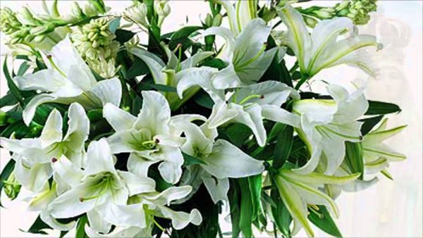 Поздравления с днём рождения лилии