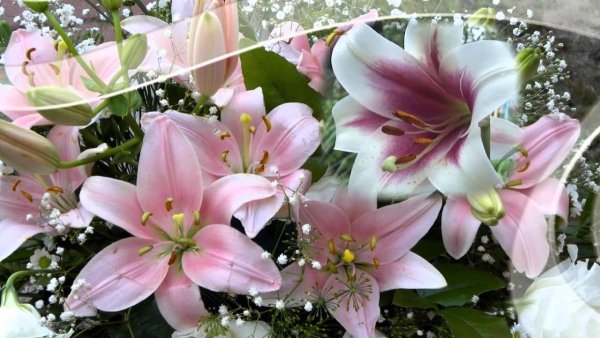 Лилия Восточная Хельветия