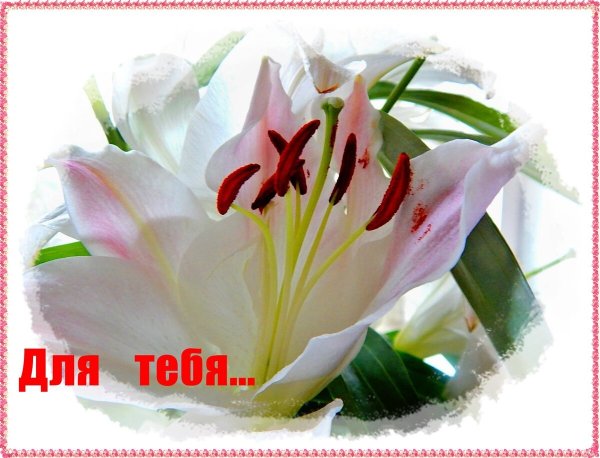 Букет лилий 5 шт Дабл Сорбонна