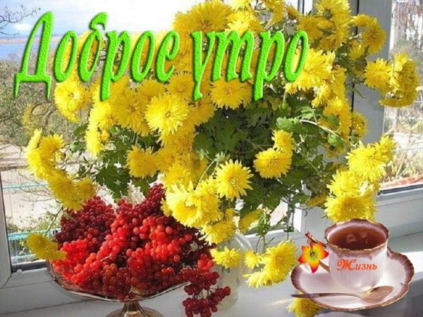 С добрым утром желтые хризантемы