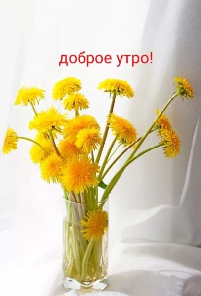 Доброе утро одуванчики