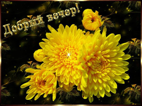 Доброго дня хризантемы
