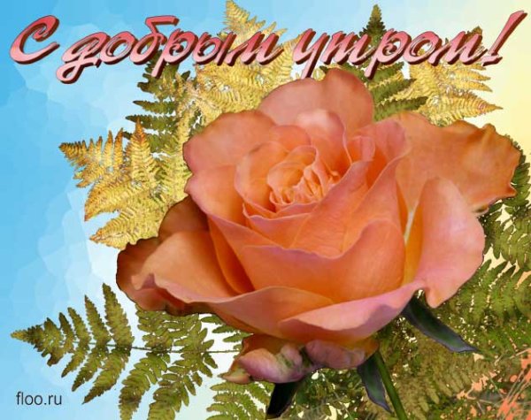 Розы с надписью с добрым утром