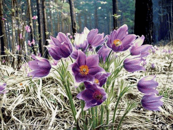 Подснежник Сибирский прострел