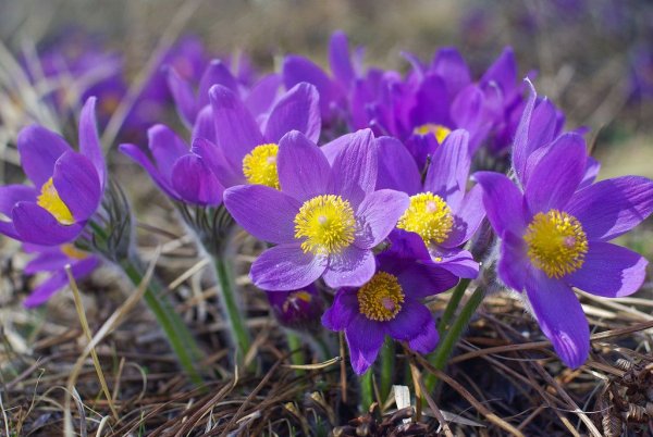 Подснежник Сибирский прострел