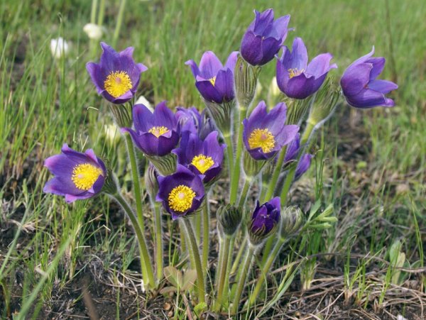 Полевые цветы Сибири