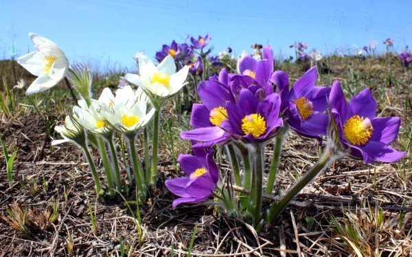 Подснежник Сибирский прострел
