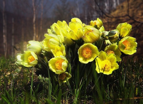 Первоцвет весенний Уральский