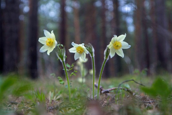 Подснежники в Сибири