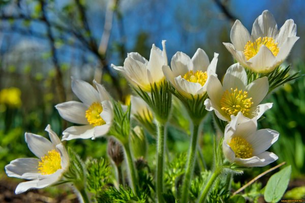 Ветреница Луговая