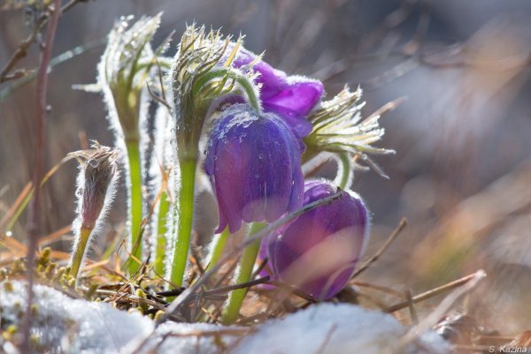 Первоцветы Алтая