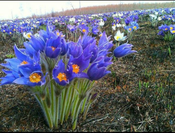 Сибирские подснежники сон трава