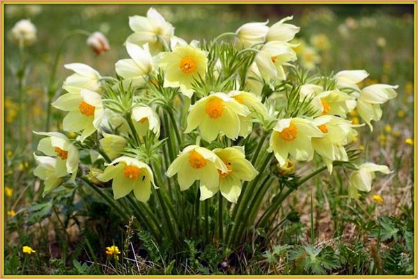 Подснежник Сибирский