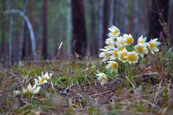 Цветы подснежники Сибирские