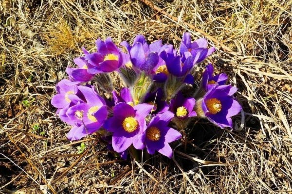 Подснежник Сибирский