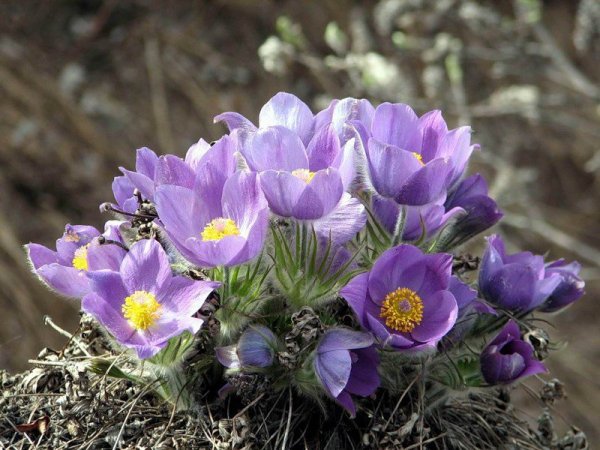 Подснежник Сибирский прострел