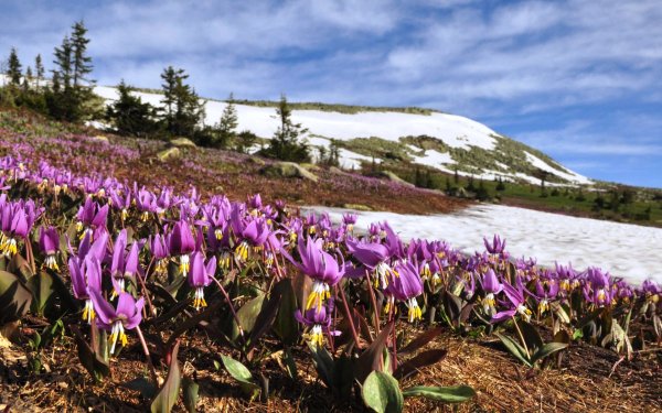 Кандык Сибирский луковица