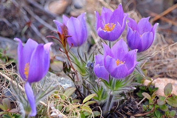 Цветы подснежники Сибирские