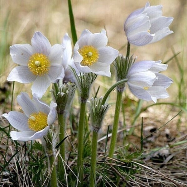 Сибирские подснежники сон трава