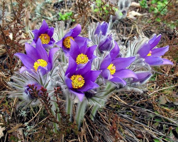 Крокус ветреница