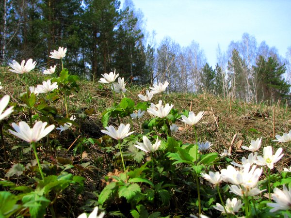 Кандык Сибирский