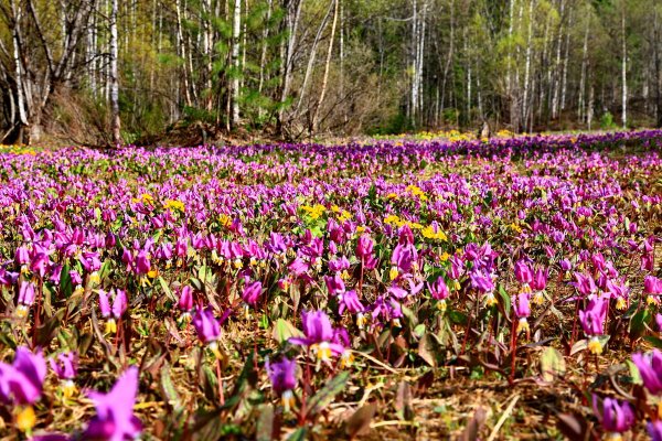 Подснежники прострел Уральский