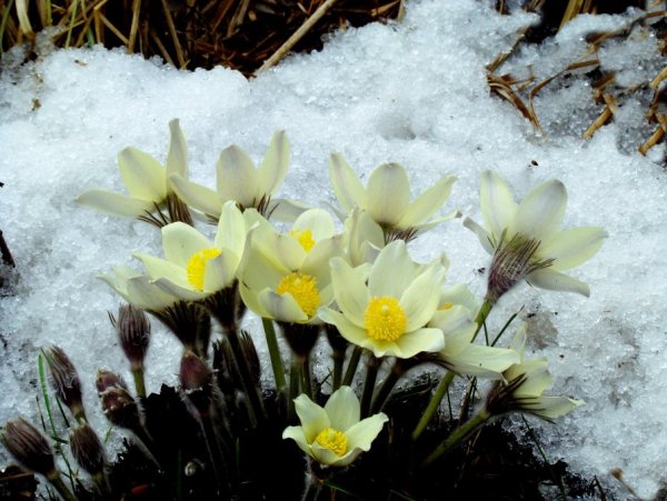 Кандык Сибирский подснежники