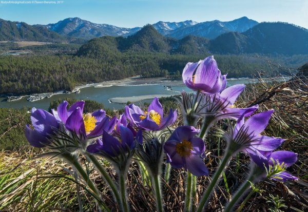 Растения Юга Западной Сибири Поляна Цветущая