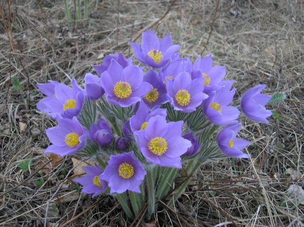 Подснежник прострел весенний