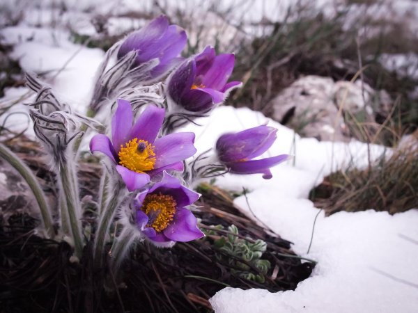 Подснежник Карпатский