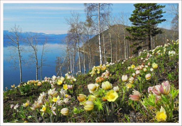 Сибирские подснежники сон трава