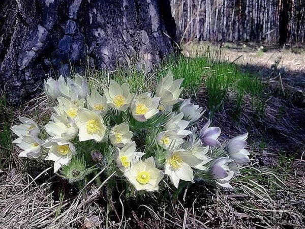Подснежник Сибирский