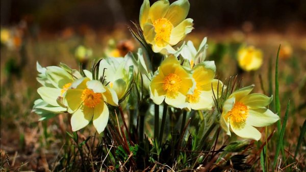 Забайкальские подснежники ургульки
