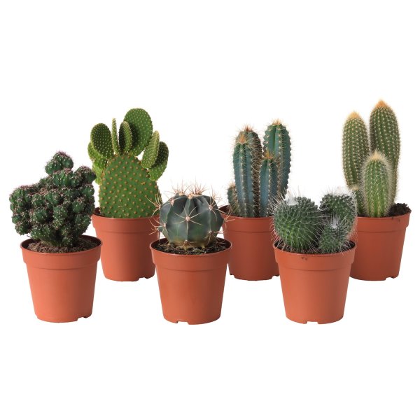 Cactaceae Кактус икеа