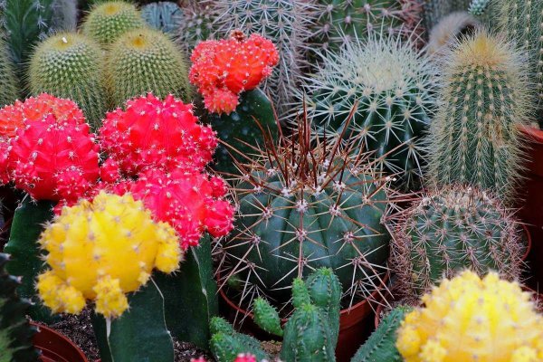 Кактусовые Cactaceae