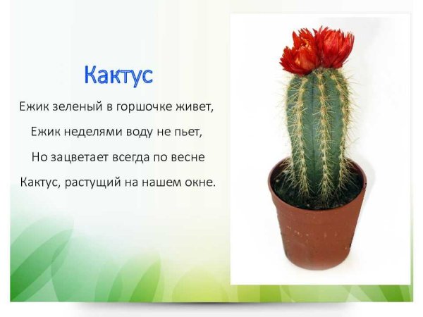 Информация про комнатное растение Кактус