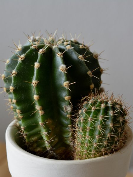Acanthocereus tetragonus