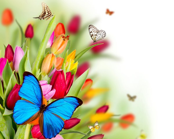 С днём рождения бабочки