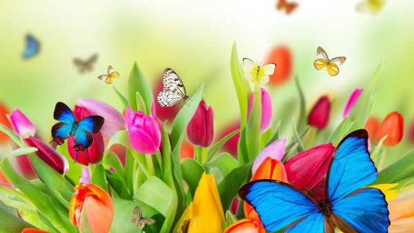 Фон бабочки